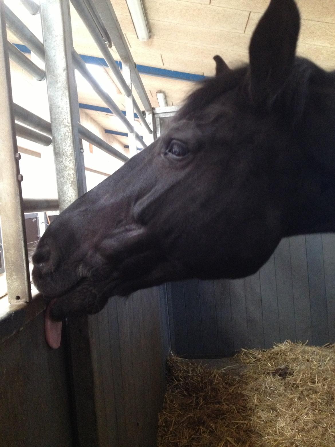 Oldenborg Sarah billede 12