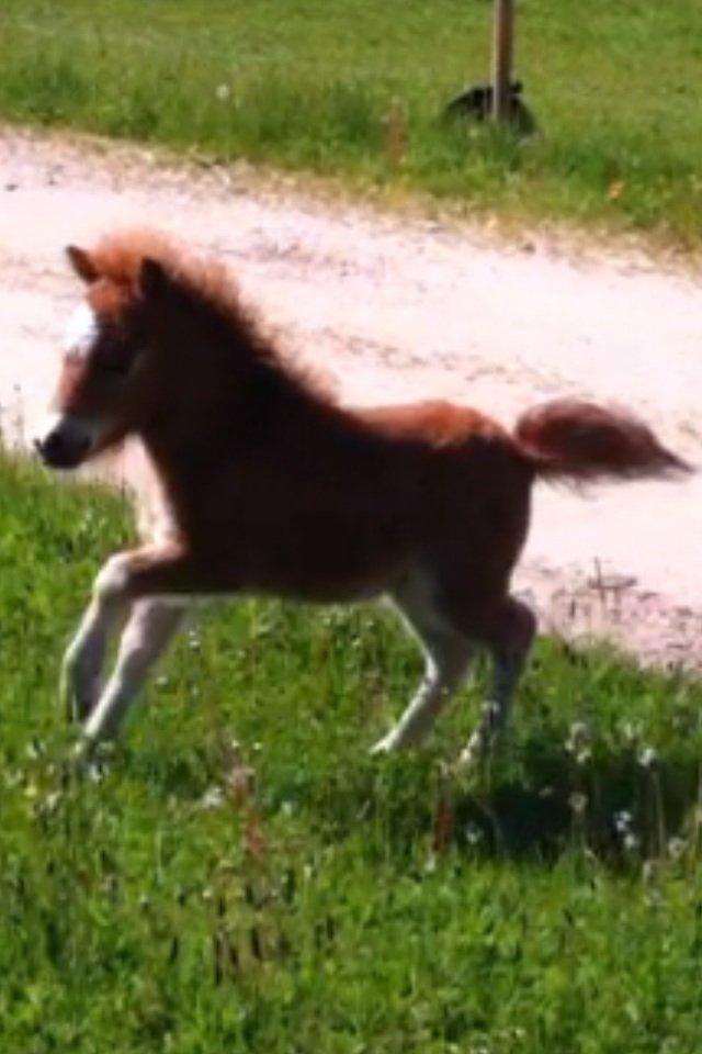 Miniature Mini My - *NYT* billede 6