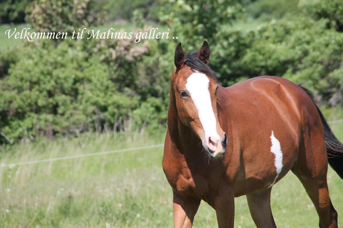 Dansk Varmblod Malina - Velkommen til Malinas profil, læg gerne en stemme og en kommentar :D billede 2