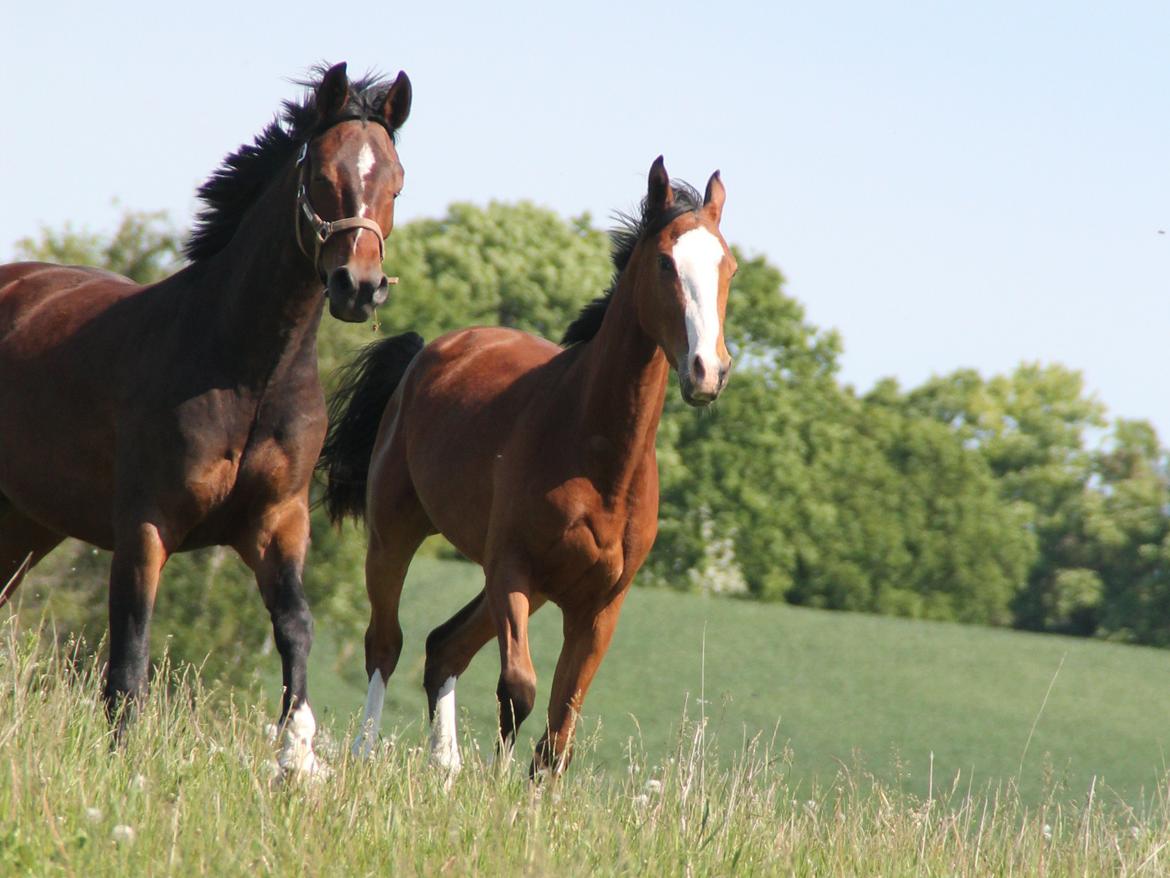 Dansk Varmblod Malina - Malina og Hidalgo i fuld galop på folden billede 18