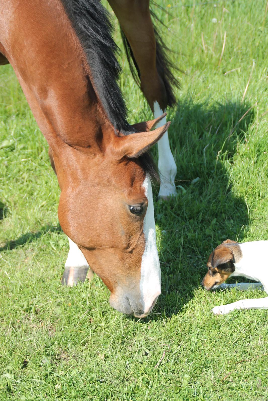 Dansk Varmblod Malina - Malina og Smut er bedste venner <3 billede 19