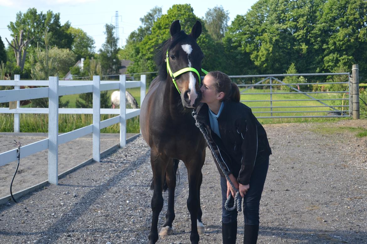 DSP Sebastian B-pony  - Dette billede siger mere en 1000 ord :-* Foto Alma billede 12