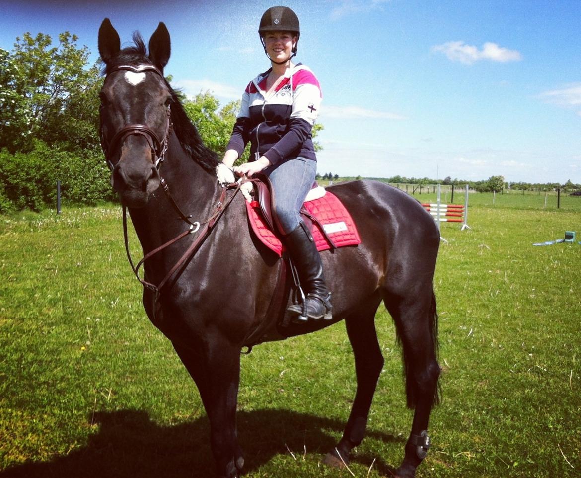 Dansk Varmblod - Carnival (B-HEST) [HIMMEL HEST] - 3) billede 3