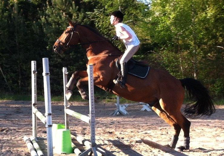 Holstener Castano billede 9