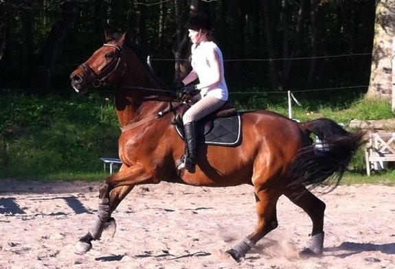 Holstener Castano billede 10