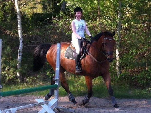 Holstener Castano billede 11