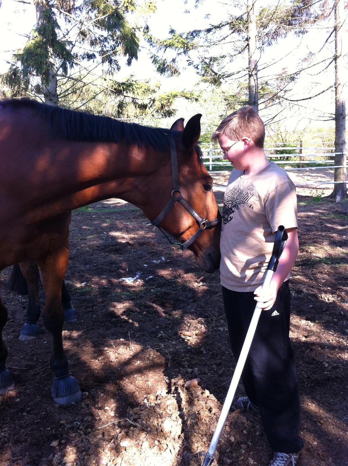 Holstener Castano billede 12