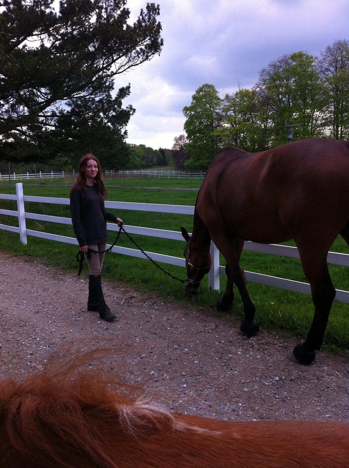 Holstener Castano billede 13