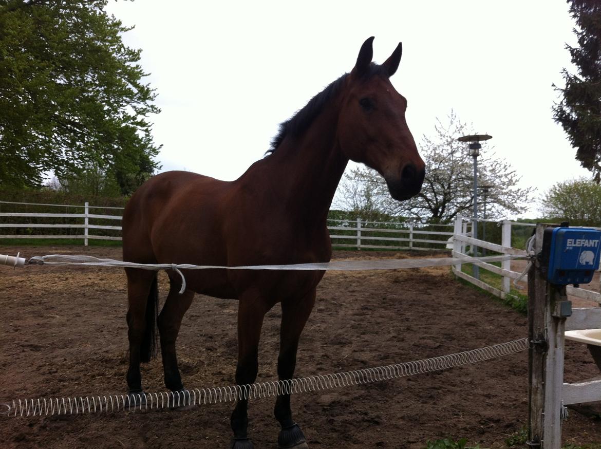 Holstener Castano billede 14