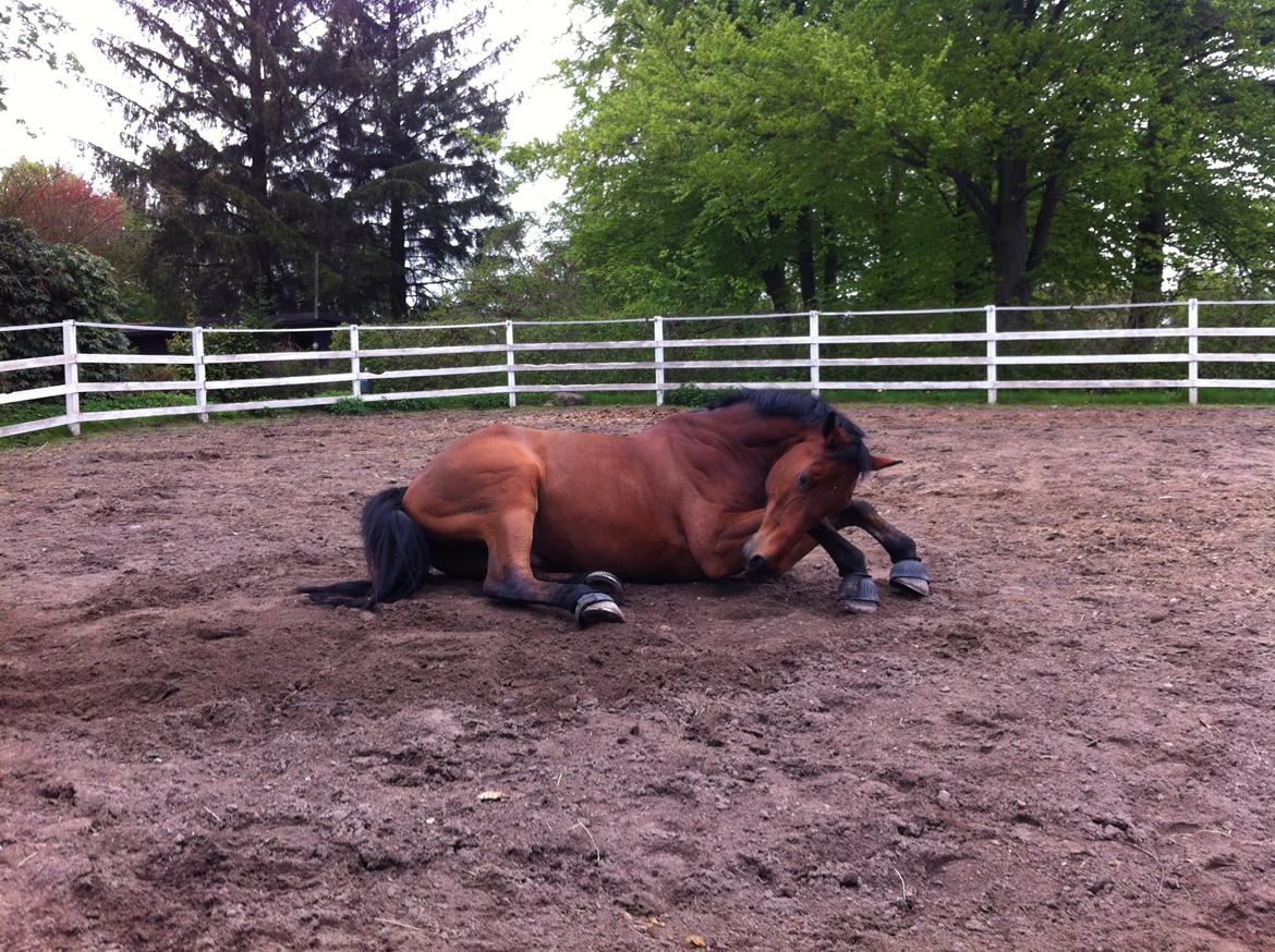 Holstener Castano billede 15