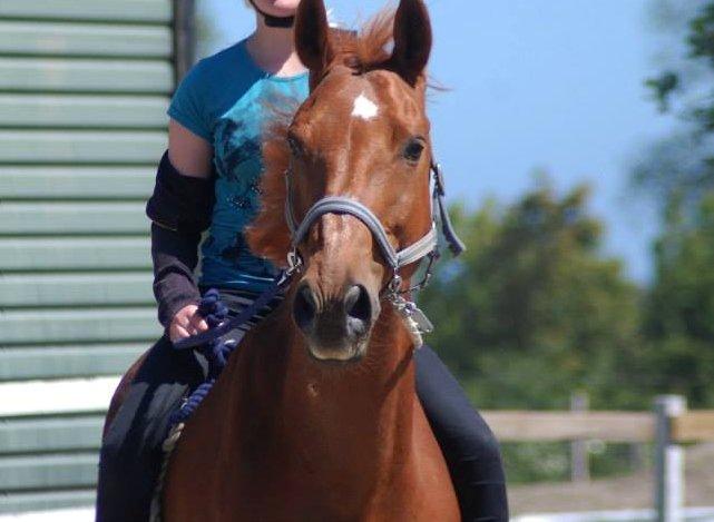 Dansk Varmblod Foxtrot billede 9