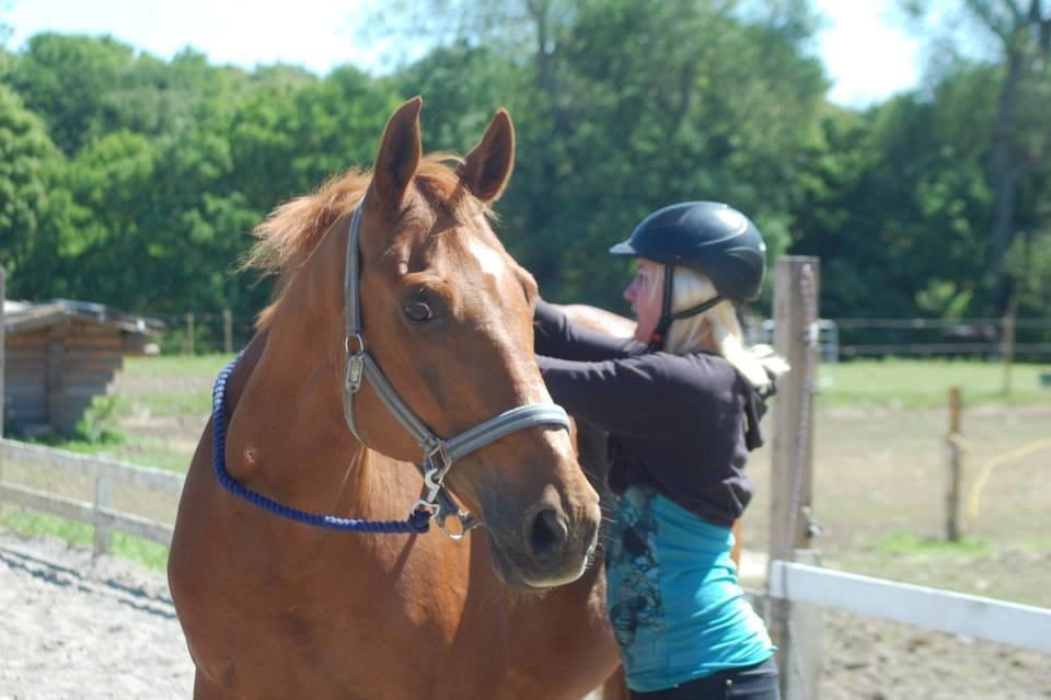 Dansk Varmblod Foxtrot billede 10