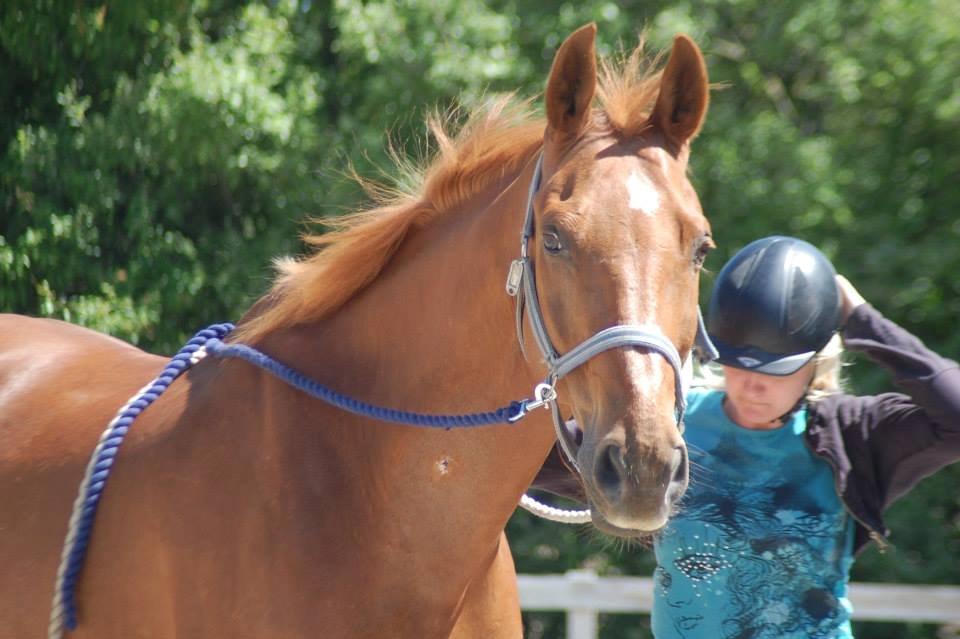 Dansk Varmblod Foxtrot billede 11