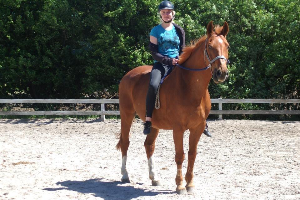 Dansk Varmblod Foxtrot billede 12