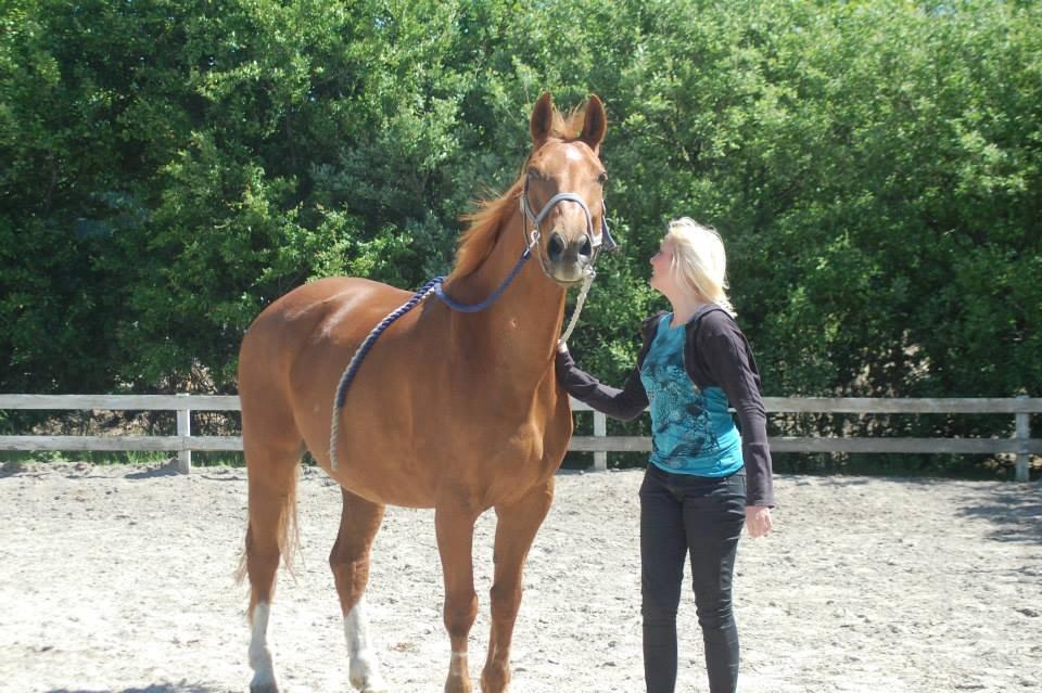 Dansk Varmblod Foxtrot billede 13