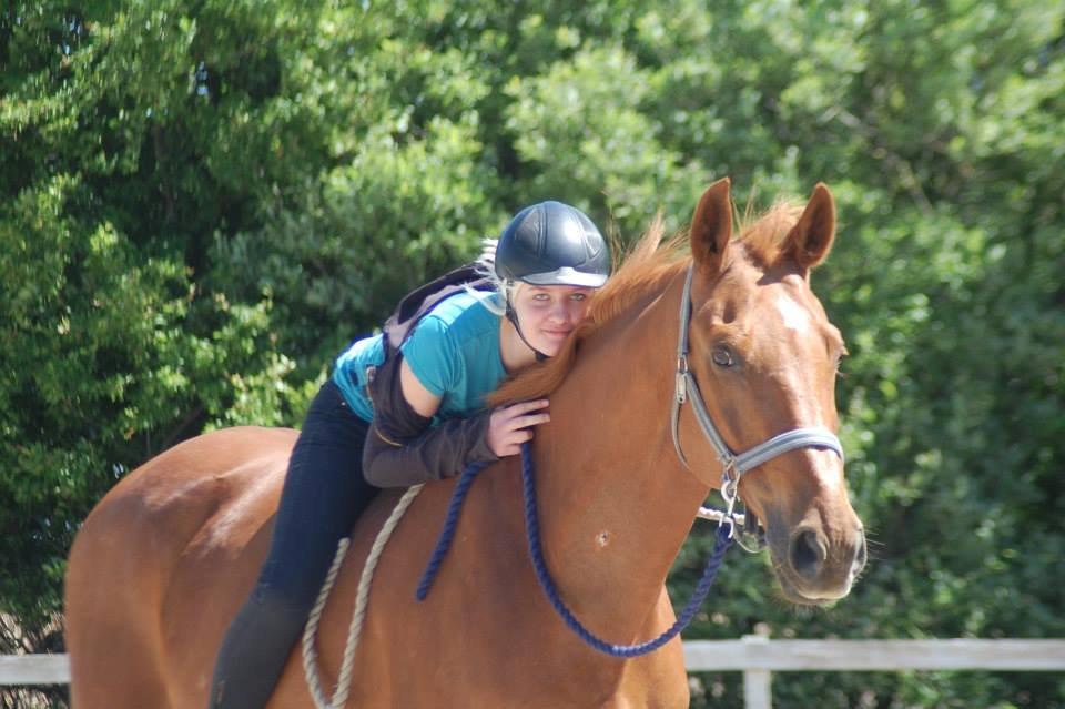 Dansk Varmblod Foxtrot billede 14