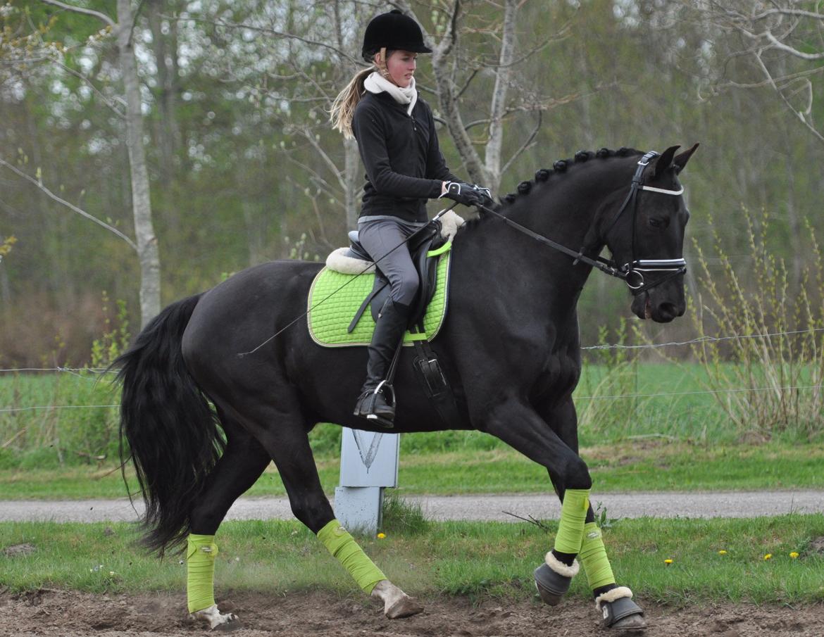 Dansk Varmblod Tranholms Santiago billede 3