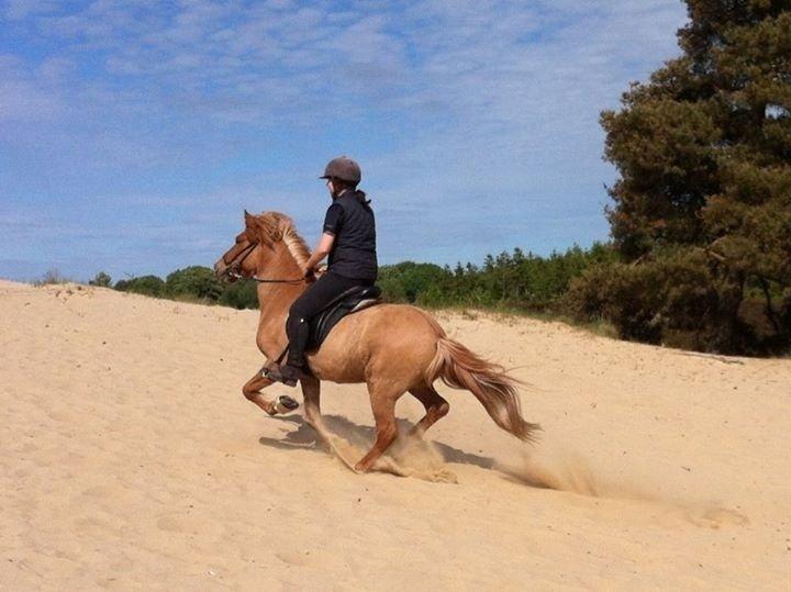 Islænder Kvistur fra Merkivoll (solgt) billede 12