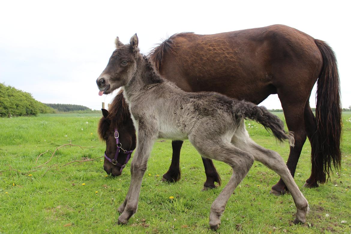 Islænder Eygló Fra Rørsgaard billede 8