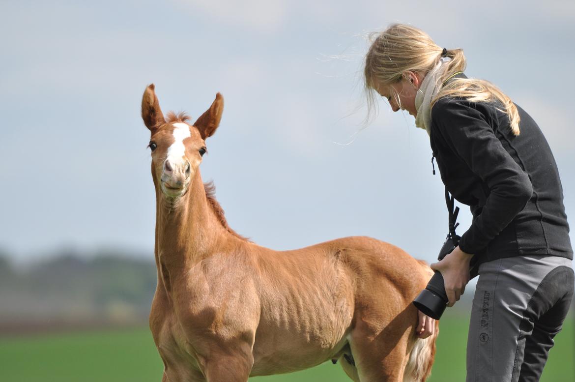 Dansk Varmblod Tranholms Sezúmba billede 18