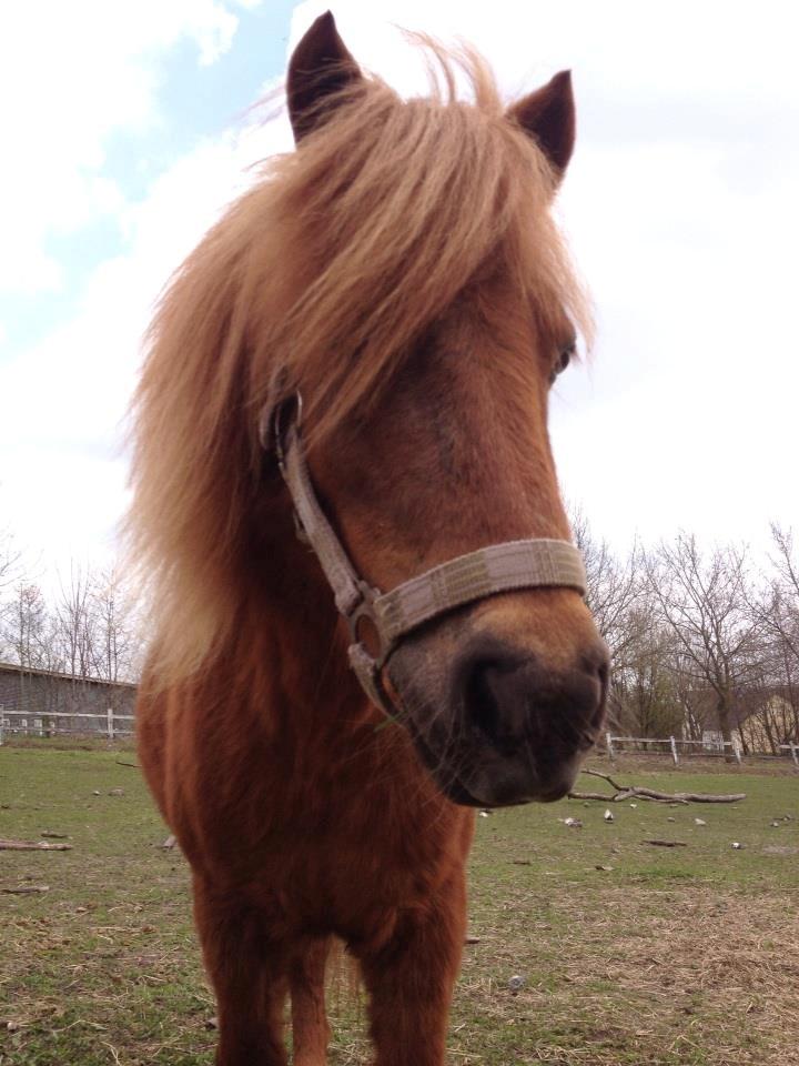 Shetlænder ronja billede 9