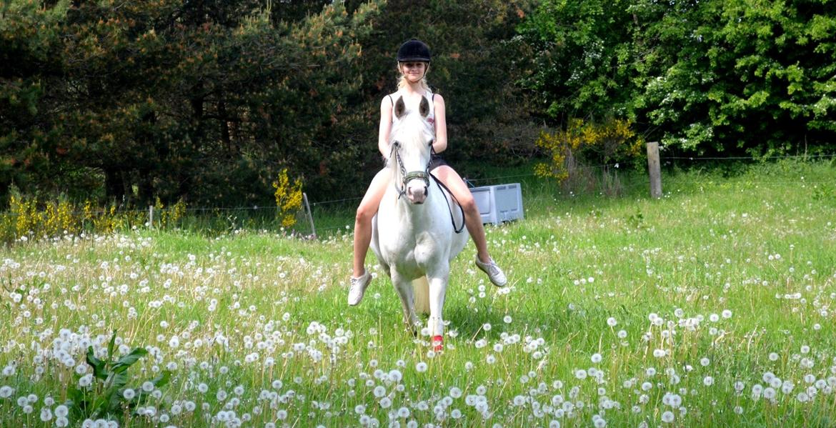 Anden særlig race Cindy - mælkebøtter billede 17