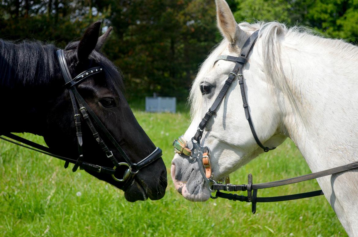 Anden særlig race Cindy - Cindy og Casina hyggenygger billede 18