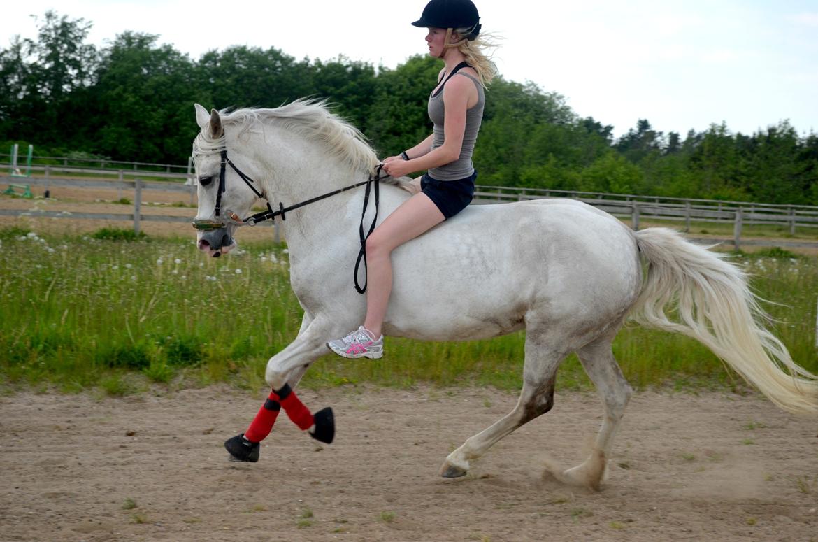 Anden særlig race Cindy billede 2