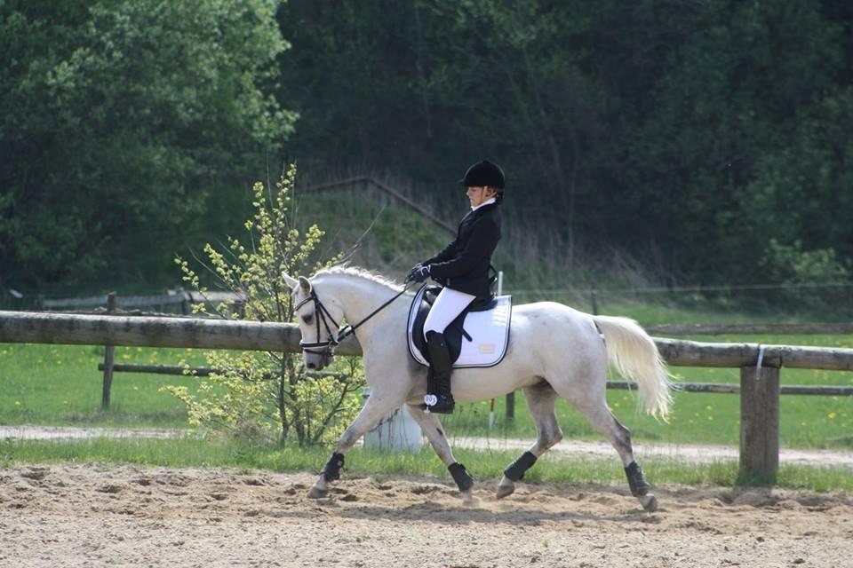 Anden særlig race Dundee<3 - regionsmesterskab 2013 billede 2