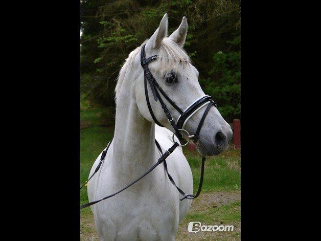 Anden særlig race Dundee<3 - velkommen til dundees profil billede 1