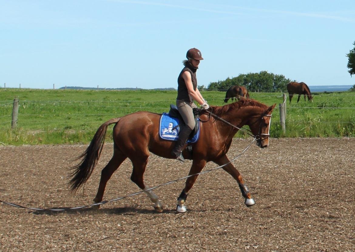 Dansk Varmblod Alby's Leonardo Da Vinci billede 9