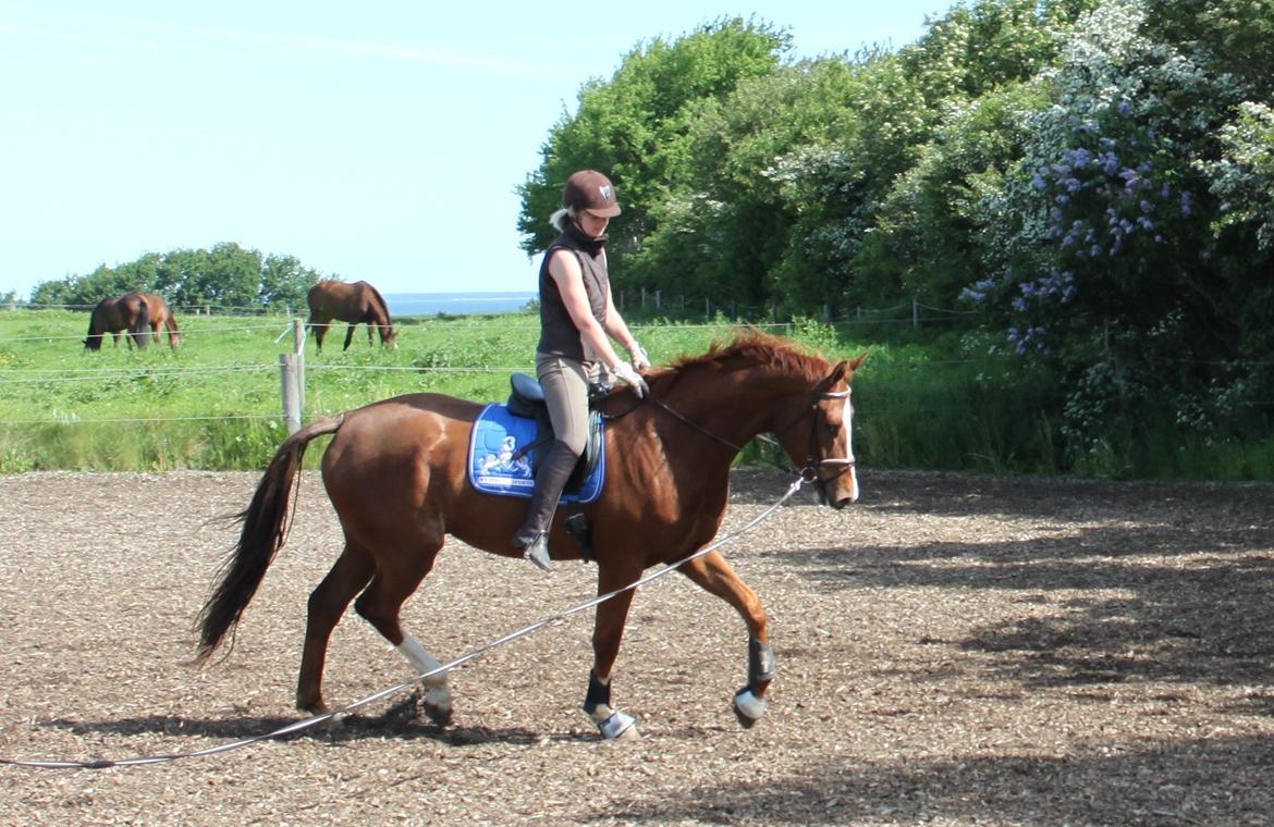 Dansk Varmblod Alby's Leonardo Da Vinci billede 10