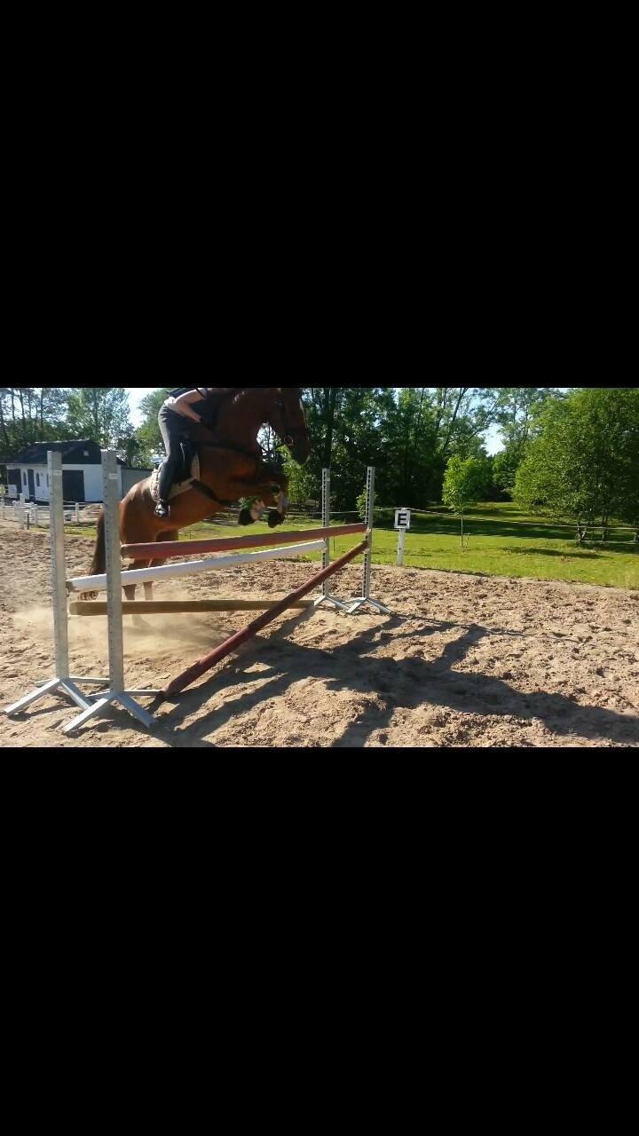 Anden særlig race Ricardo billede 21