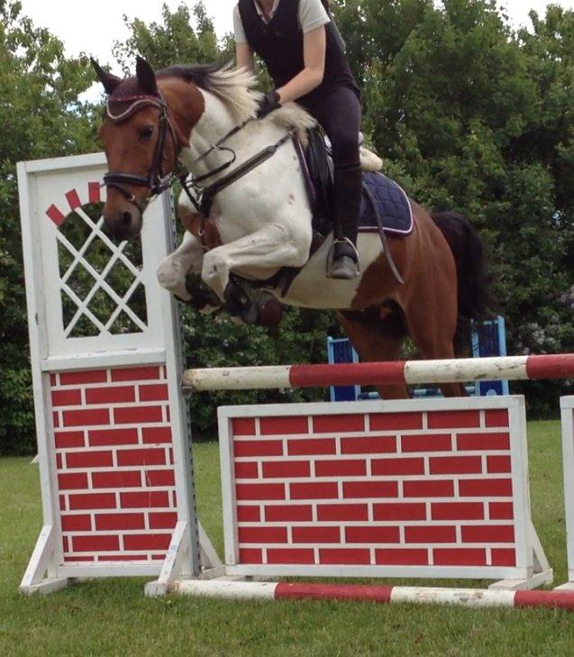 Pinto The indian boy - flyvende over 1 meter<3 billede 19