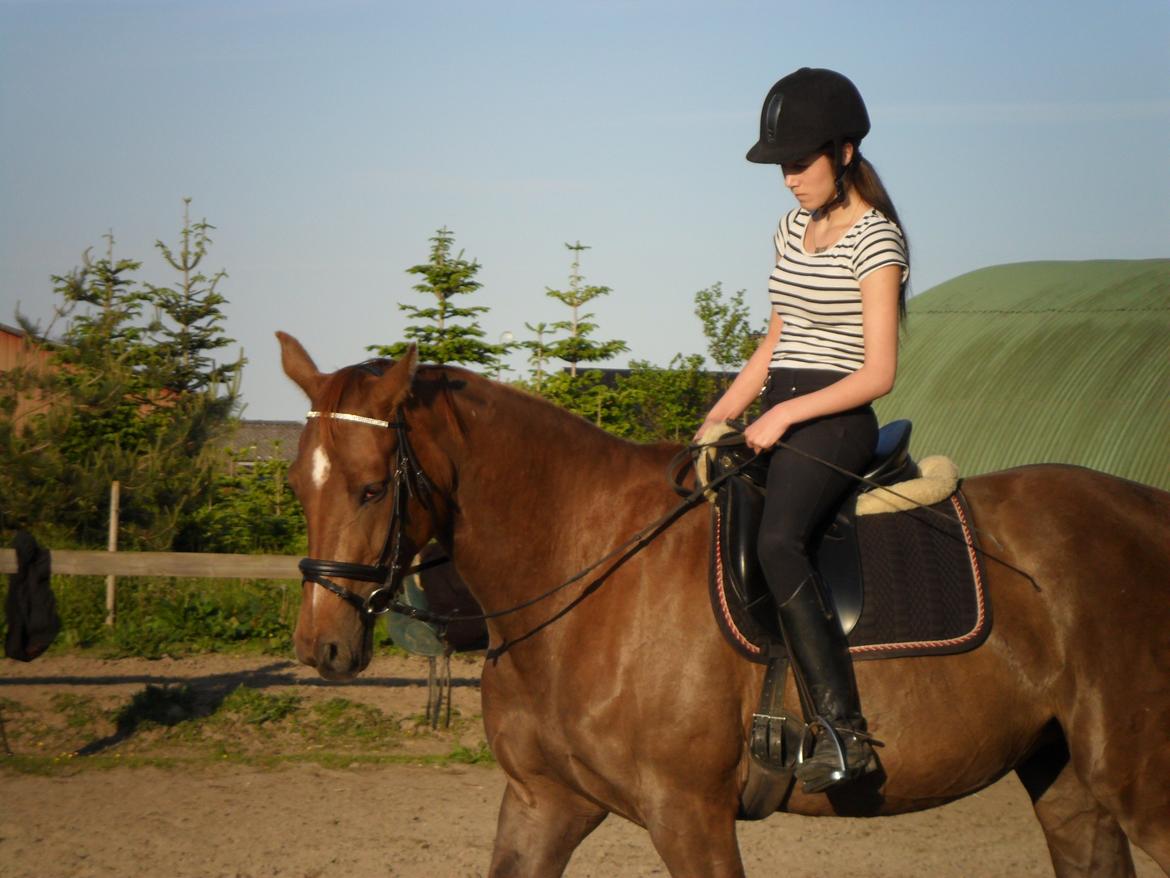 Dansk Varmblod Amazing Amarilla billede 1