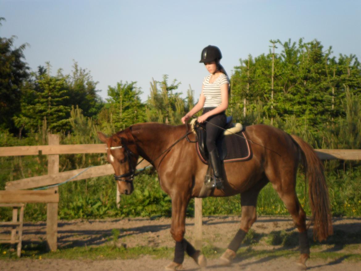 Dansk Varmblod Amazing Amarilla - Hun skal stadig lærer ikke og gå så langt ned, men det kommer med tiden! :) billede 2