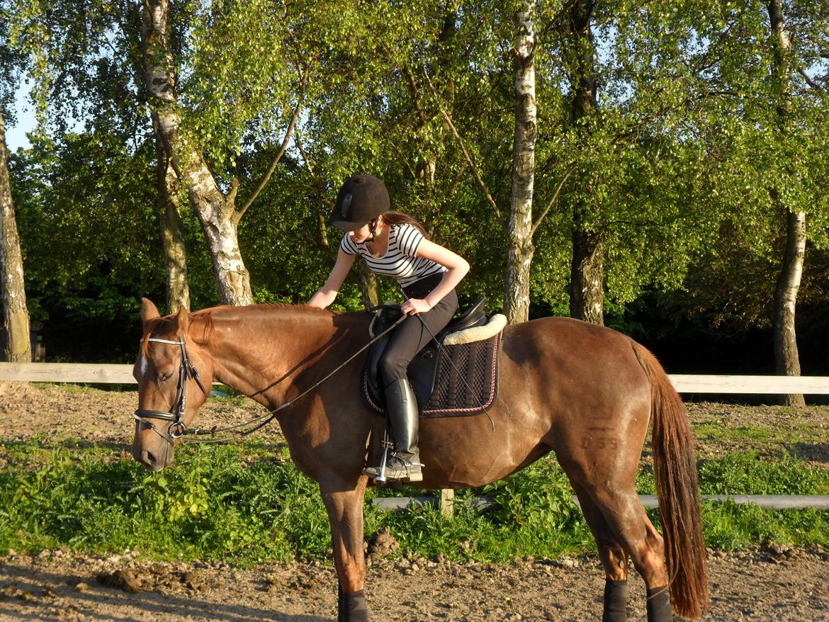 Dansk Varmblod Amazing Amarilla - Trætte Amarilla :) billede 3