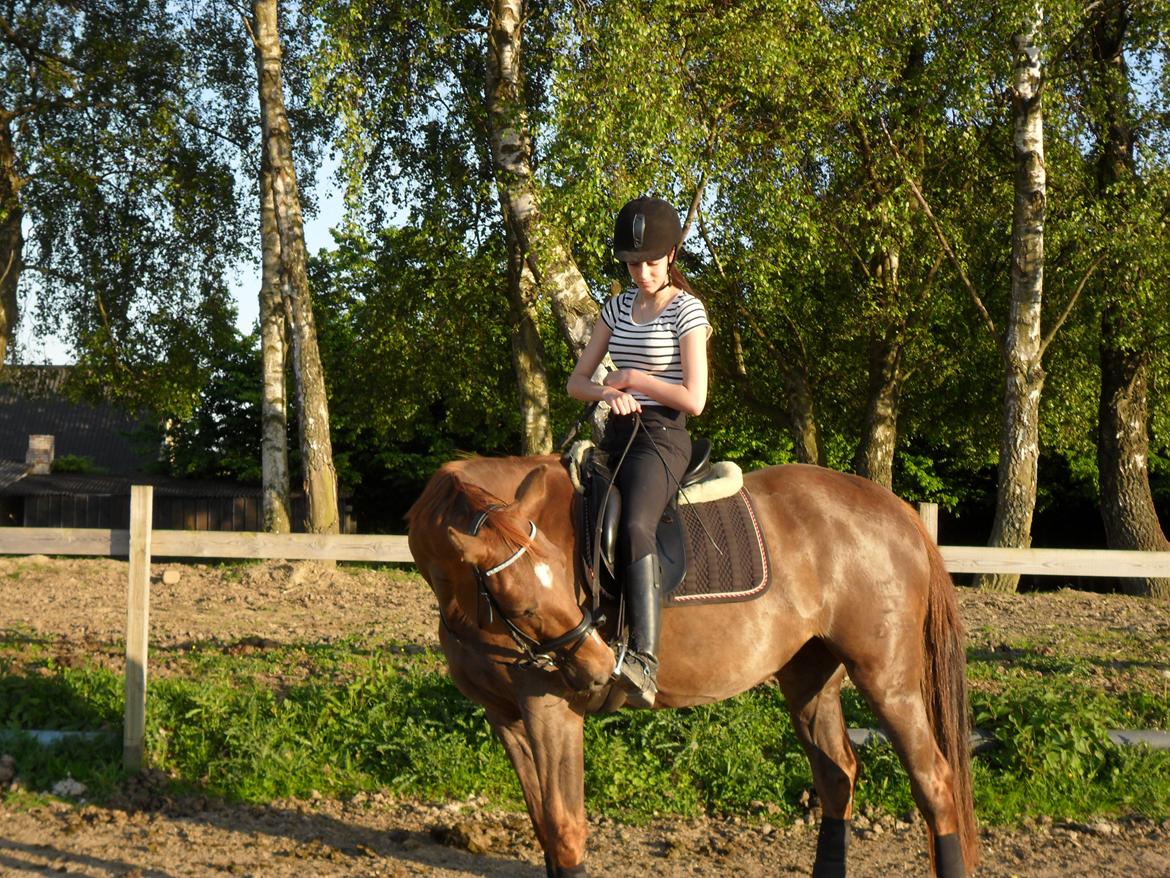 Dansk Varmblod Amazing Amarilla - <3 <3 billede 4