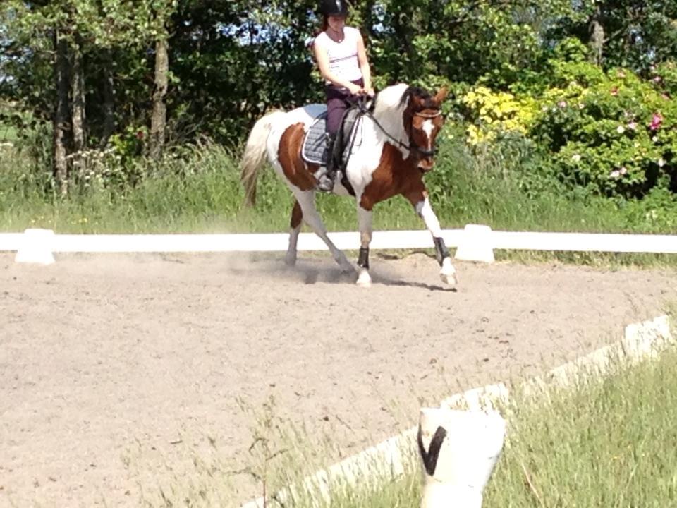 Anden særlig race Xelon - Pølle til undervisning, 6/6-13 <3 han gør bare kæmpe fremskridt! <3 Foto: Emilie billede 16