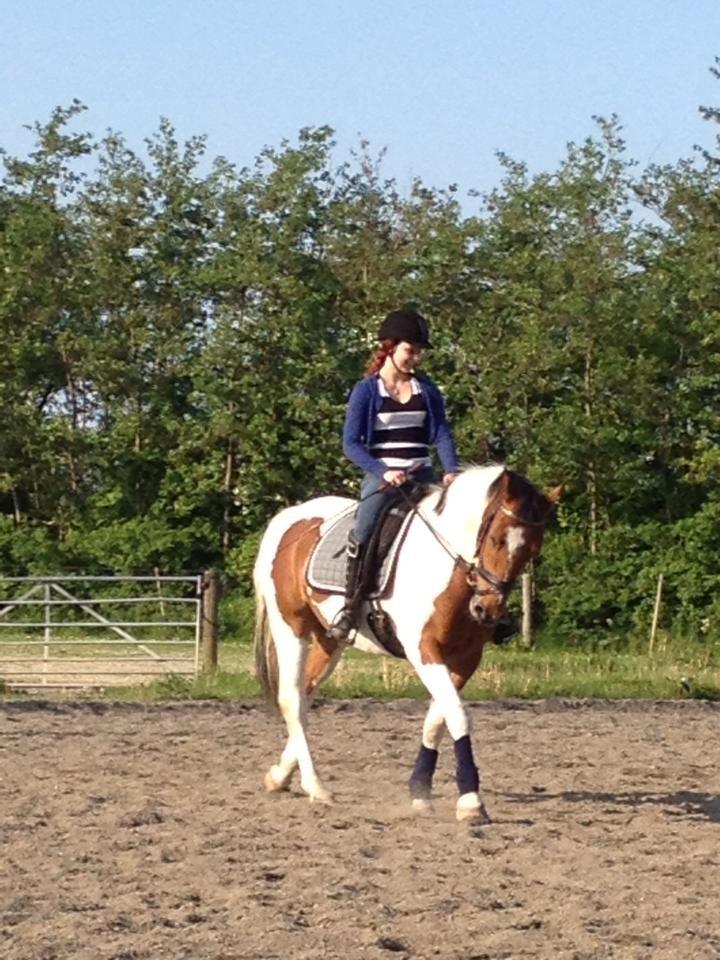 Anden særlig race Xelon - lidt dressur 30/5-13 <3
Foto: Joses mor billede 17