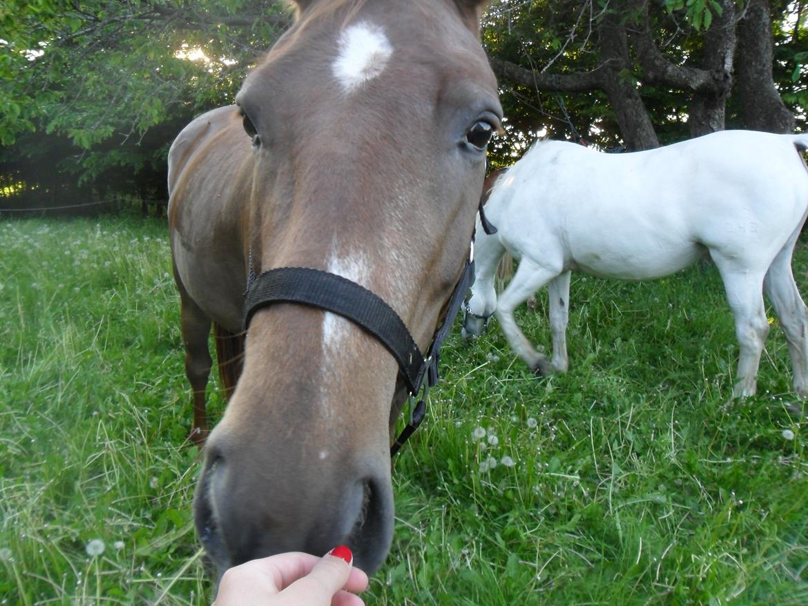 Dansk Varmblod Amazing Amarilla billede 6