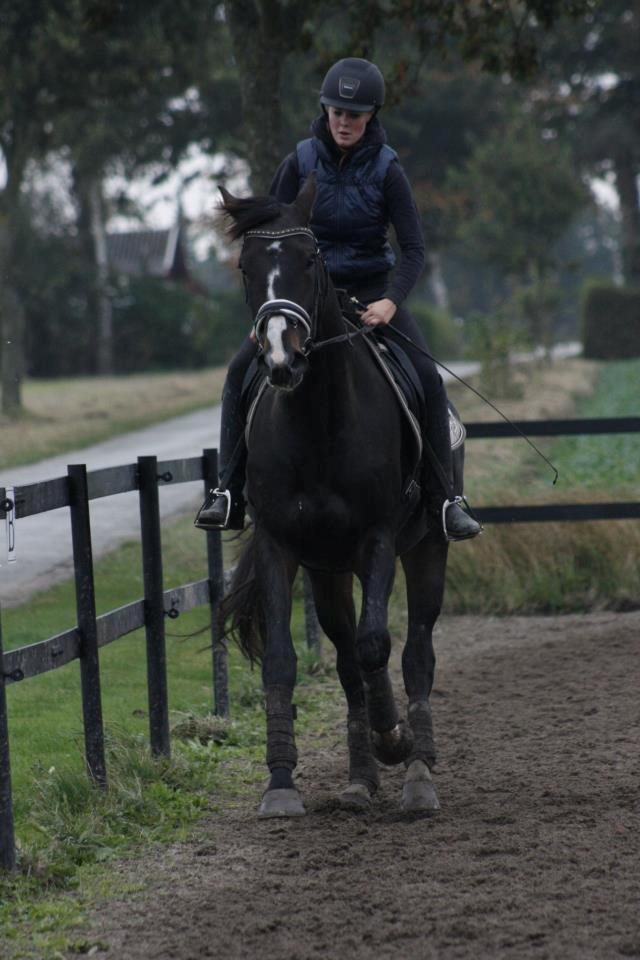 Hannoveraner Linnebjerg's Dollar Girl billede 3