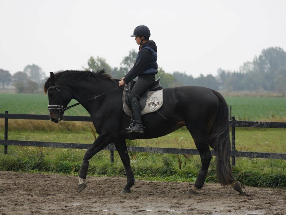 Hannoveraner Linnebjerg's Dollar Girl billede 4