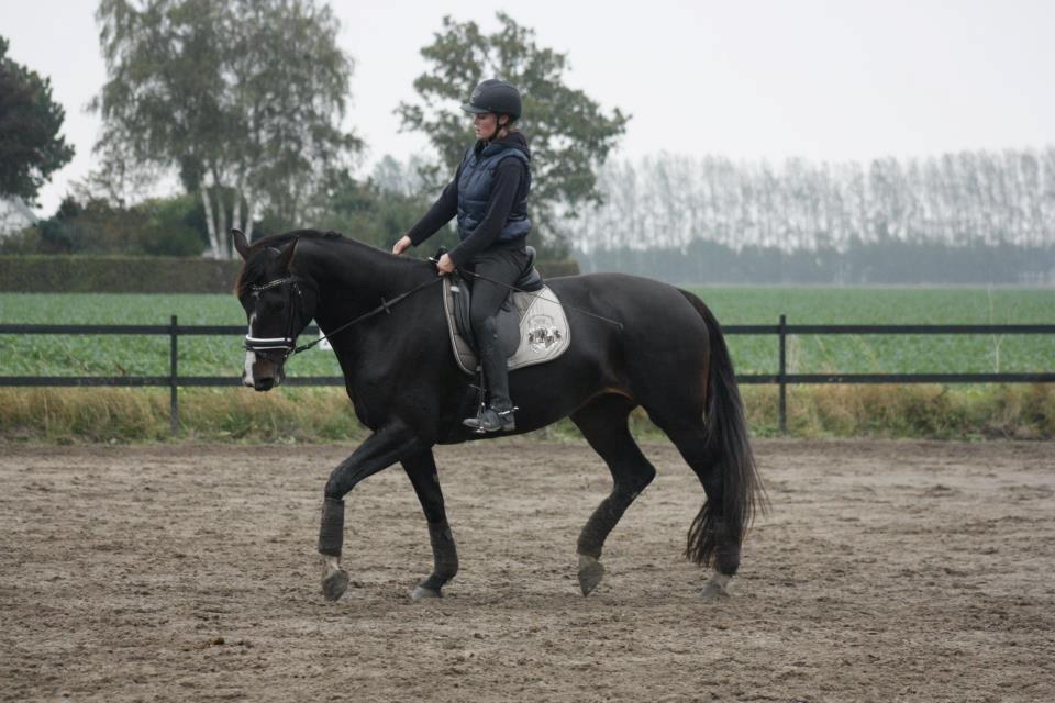 Hannoveraner Linnebjerg's Dollar Girl billede 5