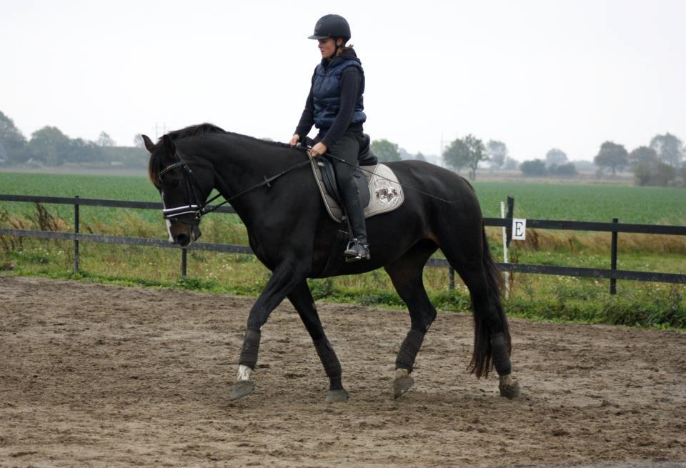 Hannoveraner Linnebjerg's Dollar Girl billede 6