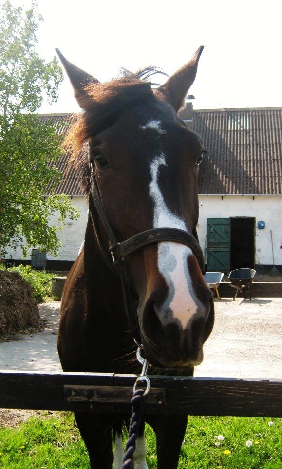 Hannoveraner Linnebjerg's Dollar Girl billede 8