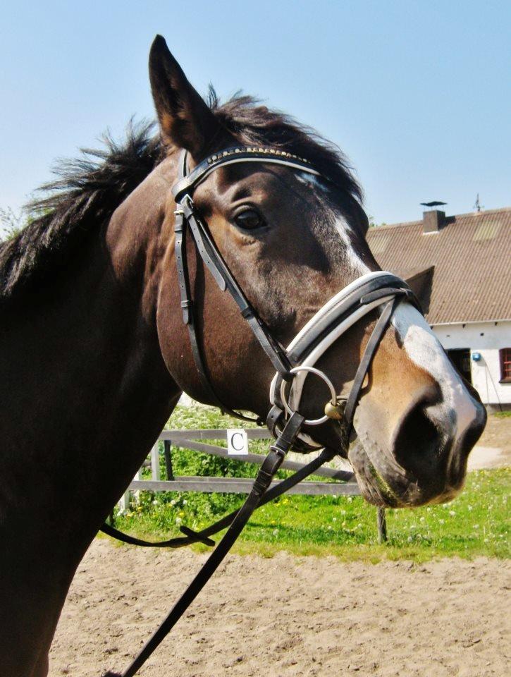 Hannoveraner Linnebjerg's Dollar Girl billede 9