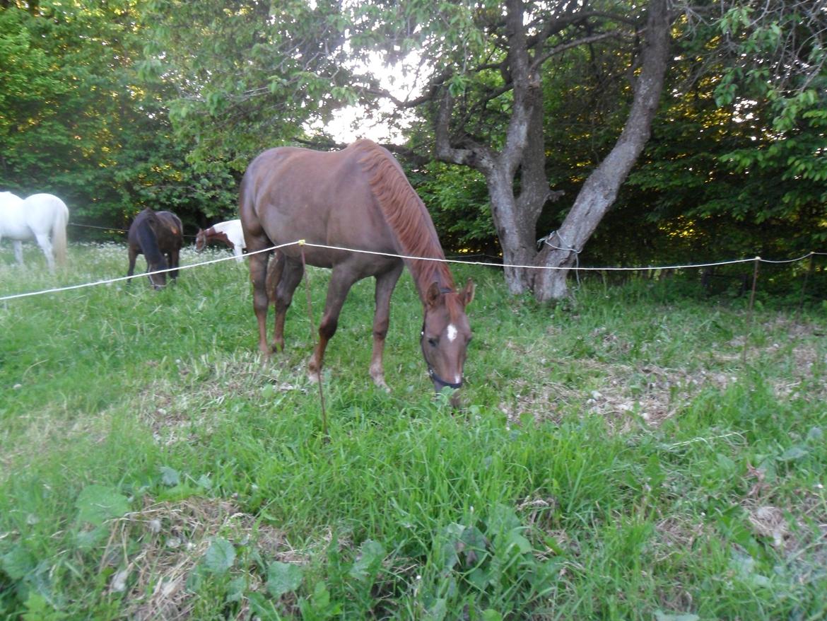 Dansk Varmblod Amazing Amarilla billede 7