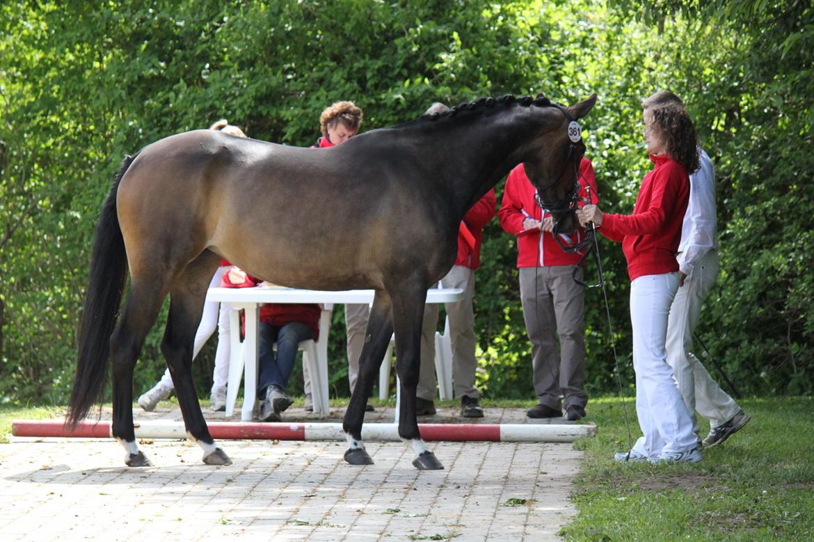 Dansk Varmblod Gammelgaards Szenia DH billede 2