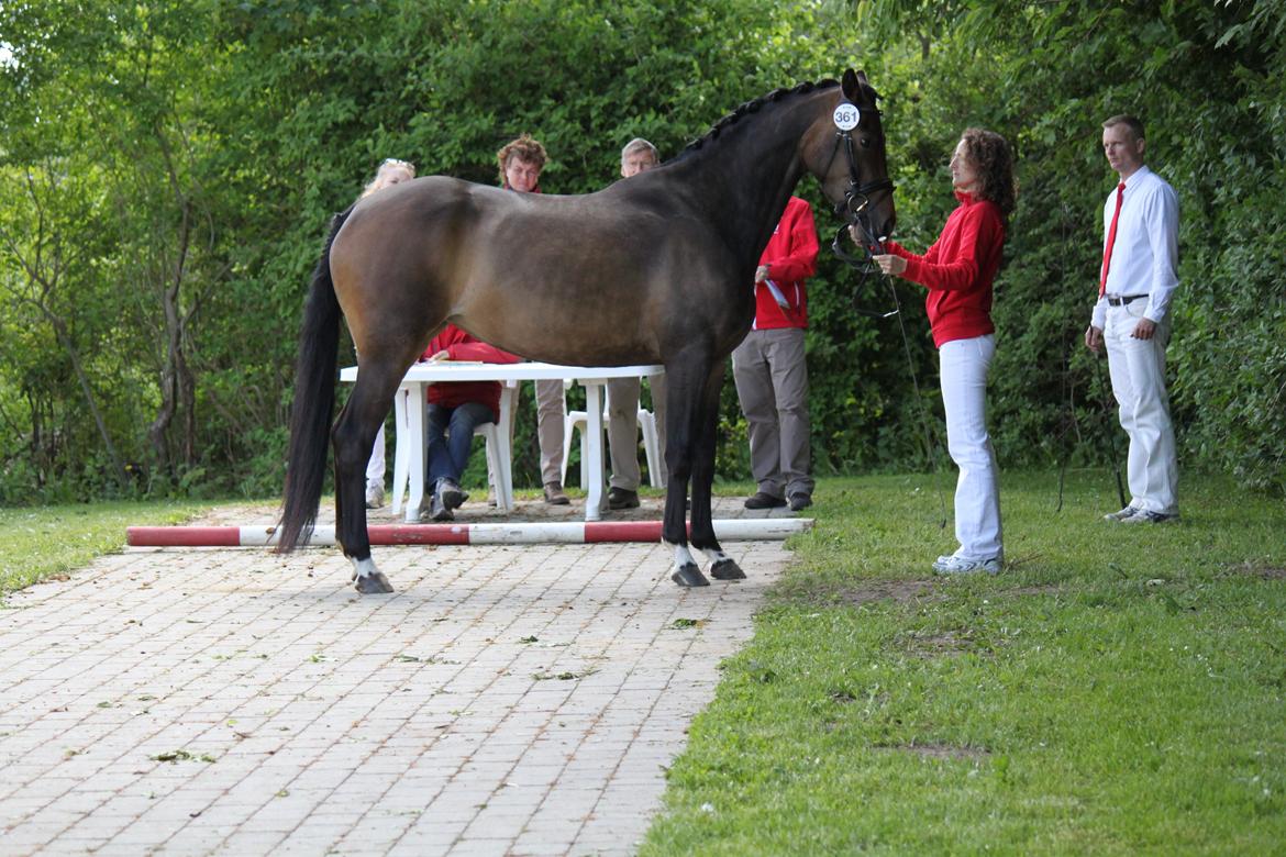 Dansk Varmblod Gammelgaards Szenia DH billede 12
